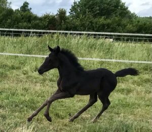 élevage chevaux pur sang arabe