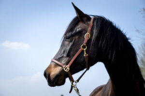 UNADJUSTEDNONRAW_thumb_1803-1