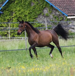 UNADJUSTEDNONRAW_thumb_1f41-1