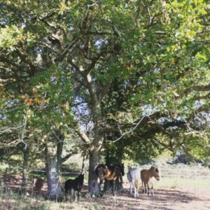 pension pour chevaux, troupeau, arbre