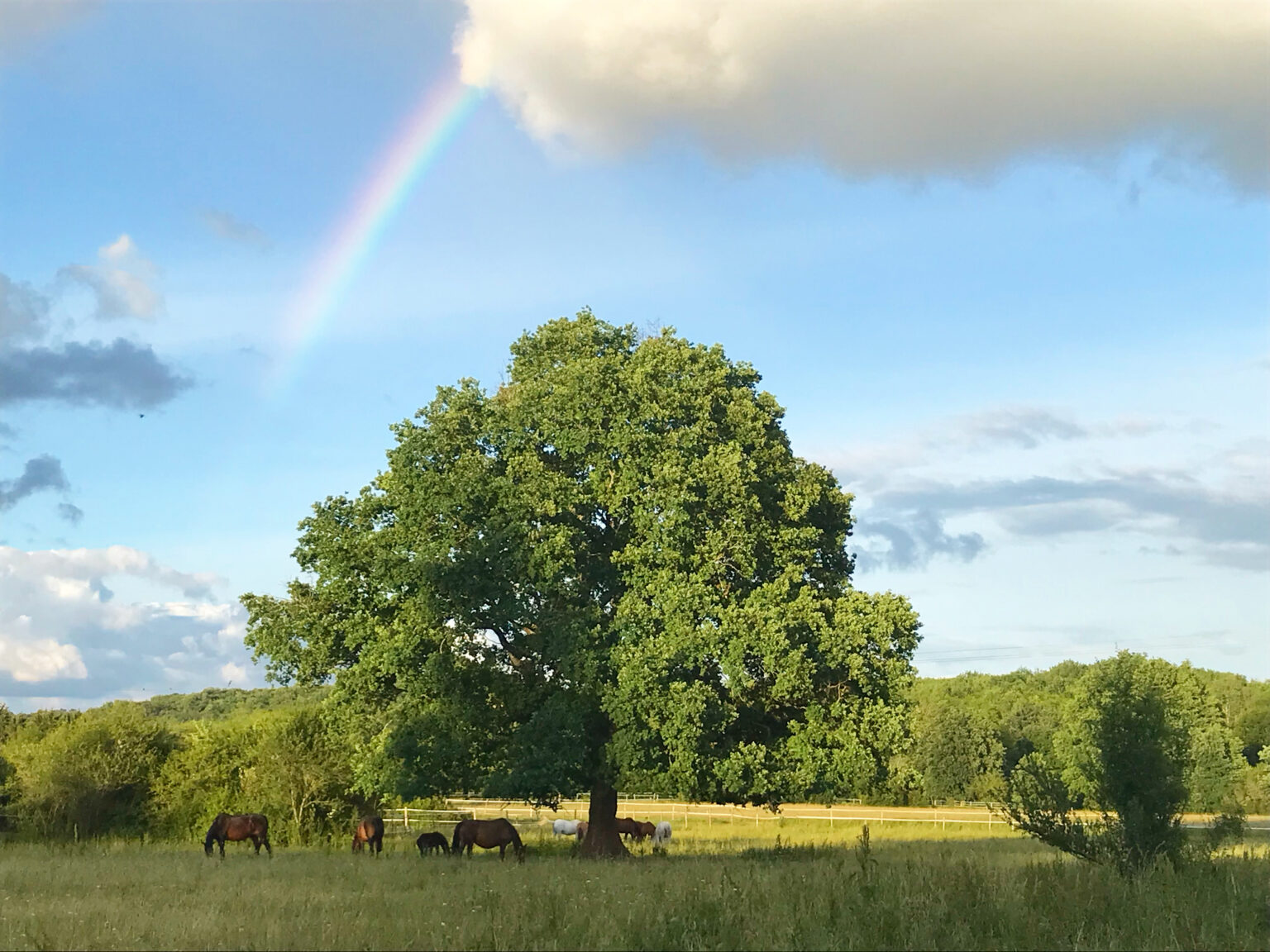 Eco Domaine Equin , chevaux, gite, nature, permaculture, troupeau, pension, equicoaching