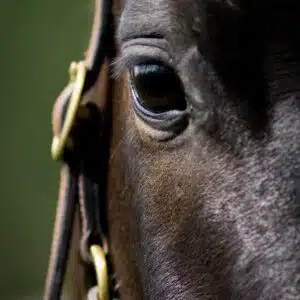 52544869_1191901697656279_2039957586966478848_n